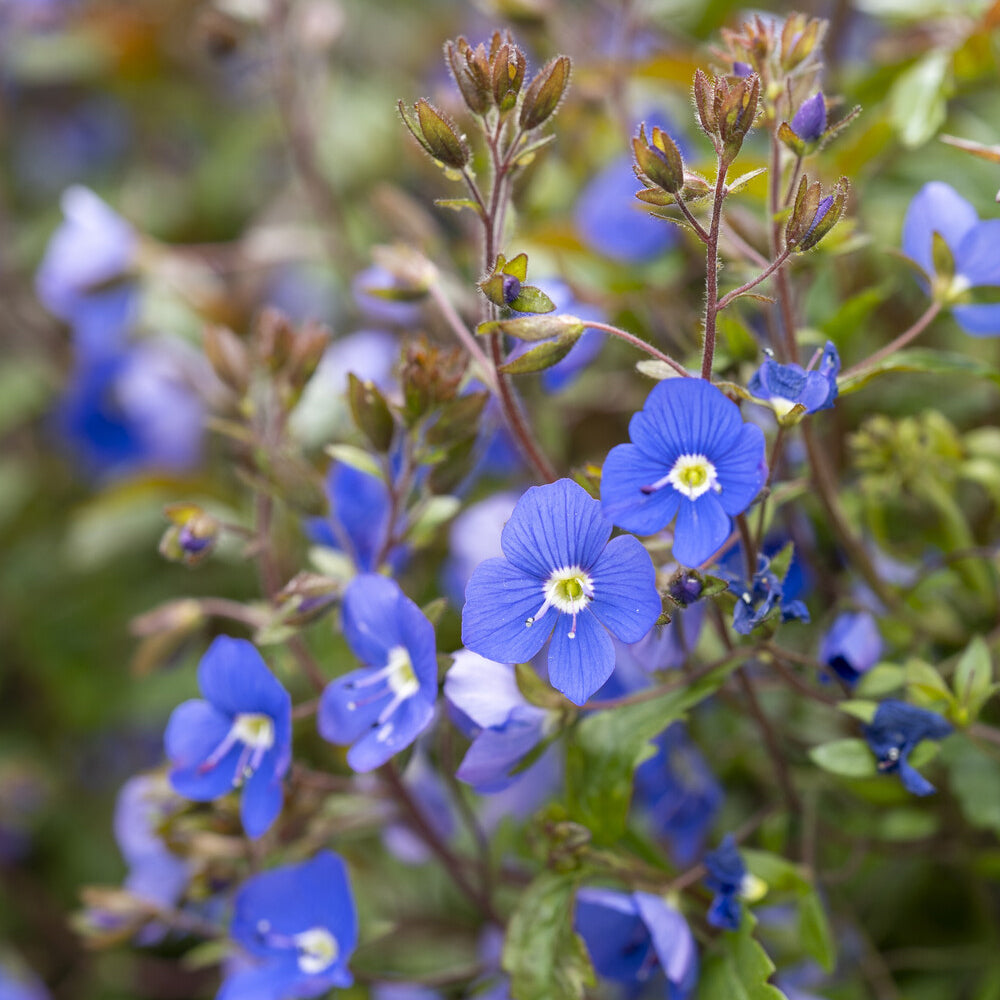Véronique rampante Georgia Blue - Willemse