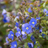 Véronique rampante Georgia Blue - Willemse