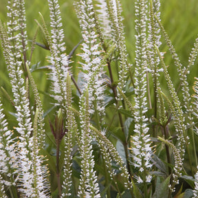 Véronique de Virginie blanche - Veronicastrum virginicum Album - Willemse