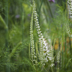 Veronicastrum virginicum Album - Véronique de Virginie blanche - Véronique de Virginie
