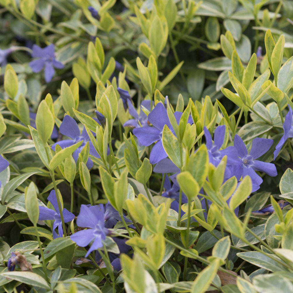 Petite pervenche Aureovariegata - Willemse