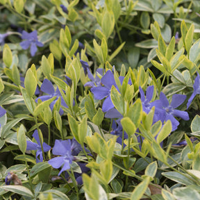Petite pervenche Aureovariegata - Willemse