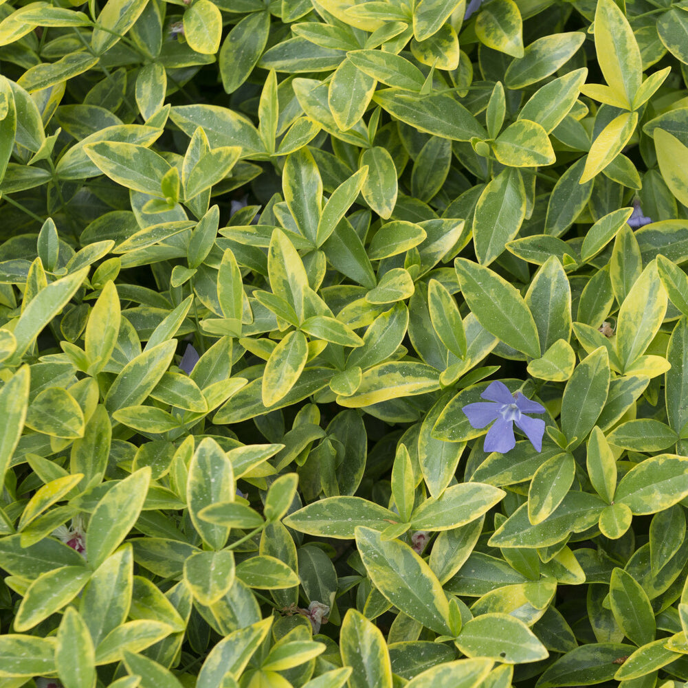 Vinca minor Aureovariegata - Petite pervenche Aureovariegata - Pervenche