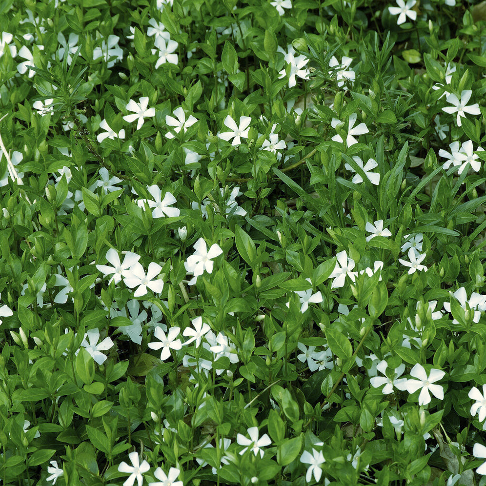 Pervenche - Petite pervenche Gertrude Jekyll - Vinca minor Gertrude Jekyll