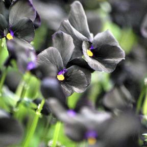 Violette cornue Molly Sanderson - Pensée - Viola cornuta Molly Sanderson - Willemse