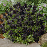 Violette cornue Molly Sanderson - Pensée - Willemse