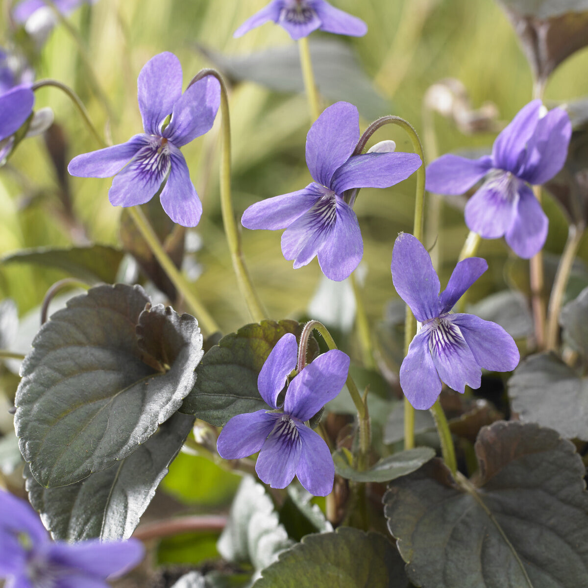 Violette de Labrador - Willemse