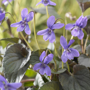 Violette de Labrador - Willemse