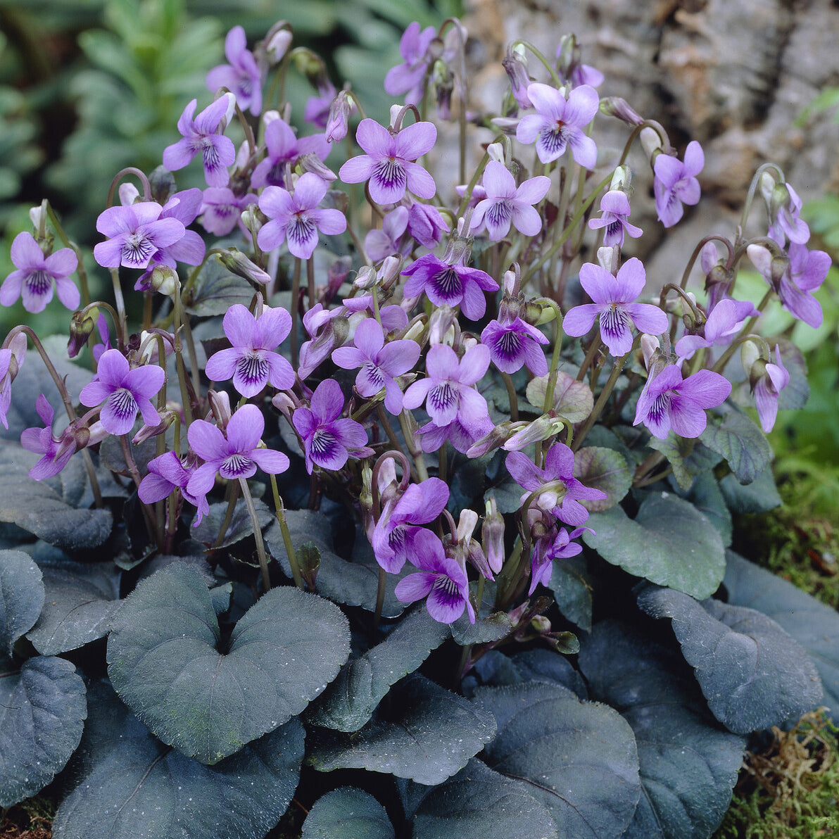 Viola labradorica - Violette de Labrador - Violette - Pensée