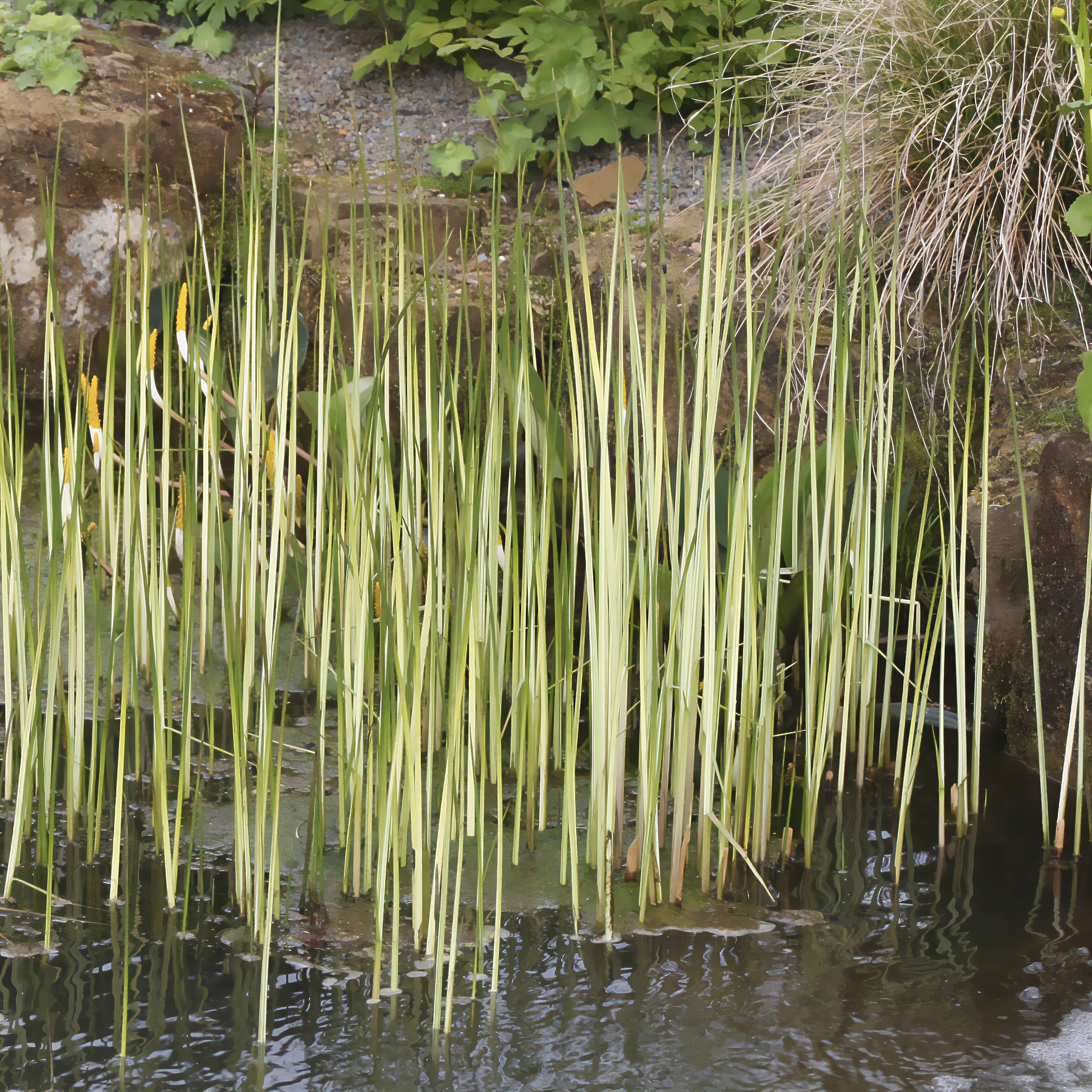 Jonc des chaisiers Albescens - Schoenoplectus lacustris albescens - Willemse