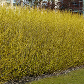 Cornouiller à bois jaune Flaviramea - Willemse