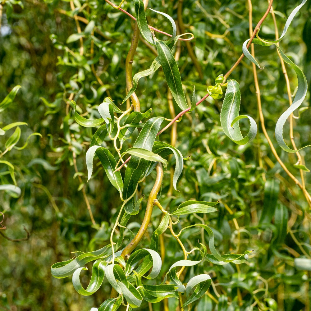 Saule pleureur tortueux - Salix babylonica tortuosa - Willemse