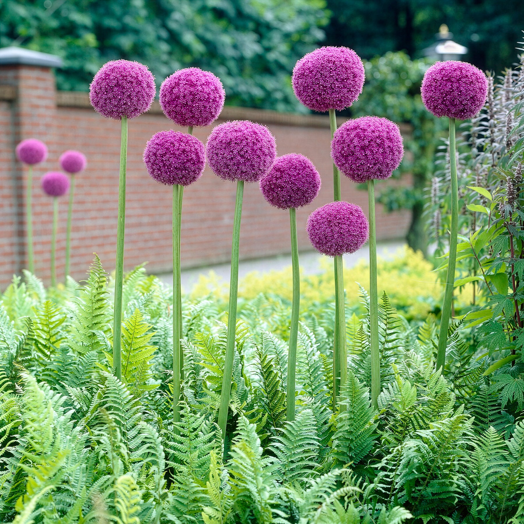 Allium giganteum - Ail géant de l'Himalaya - Allium
