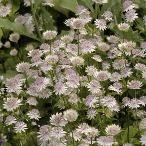 Astrance - Grande astrance Buckland - Astrantia major Buckland