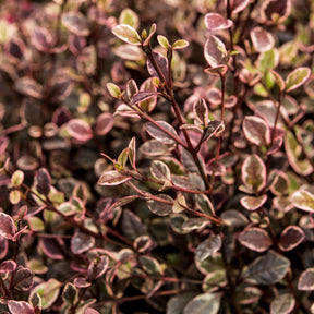 Lophomyrtus ralphii Little Star - Lophomyrtus x ralphii 'little star' - Willemse