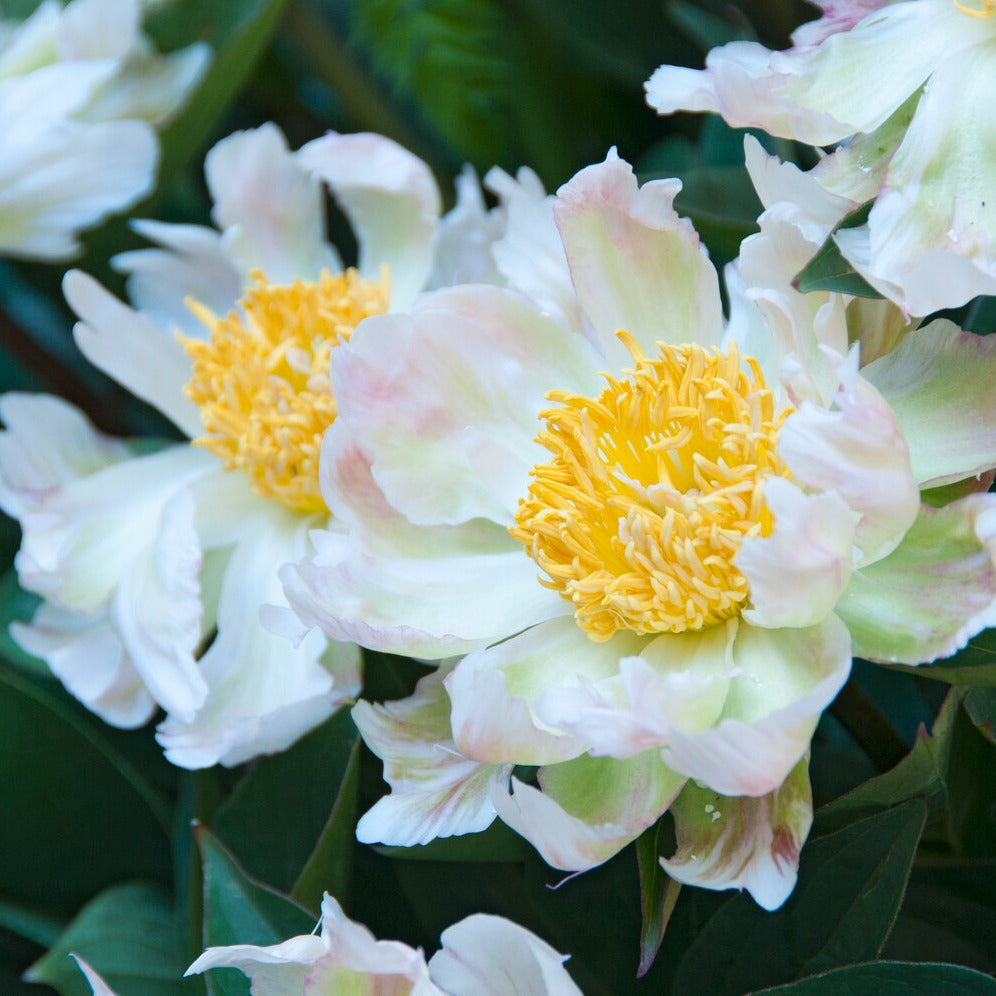 Pivoine Green Lotus - Willemse