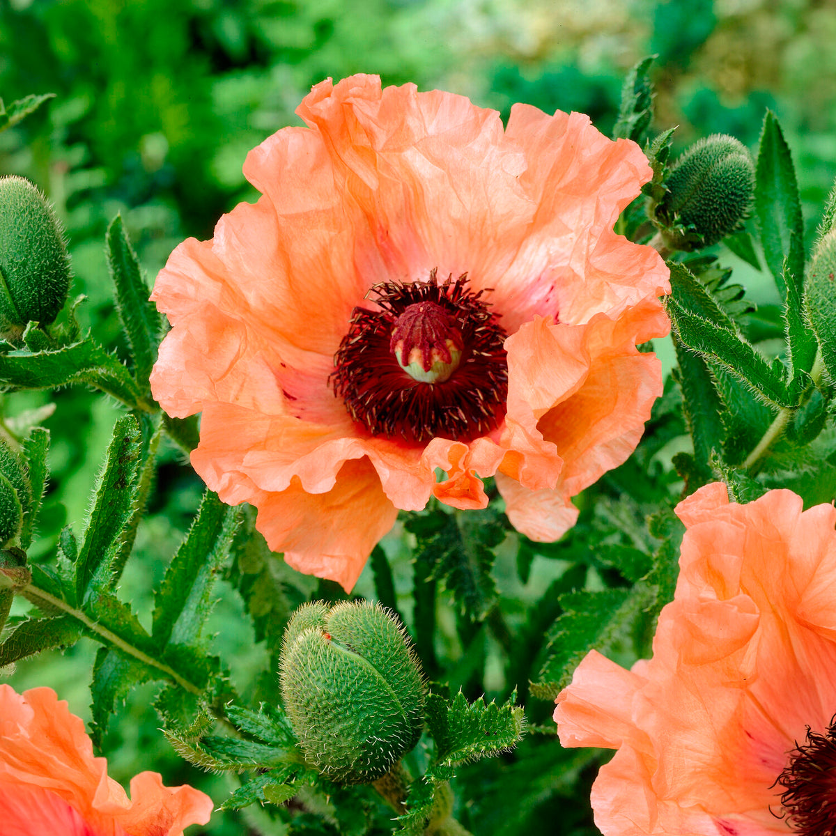 3 Pavots d'Orient orange - Willemse