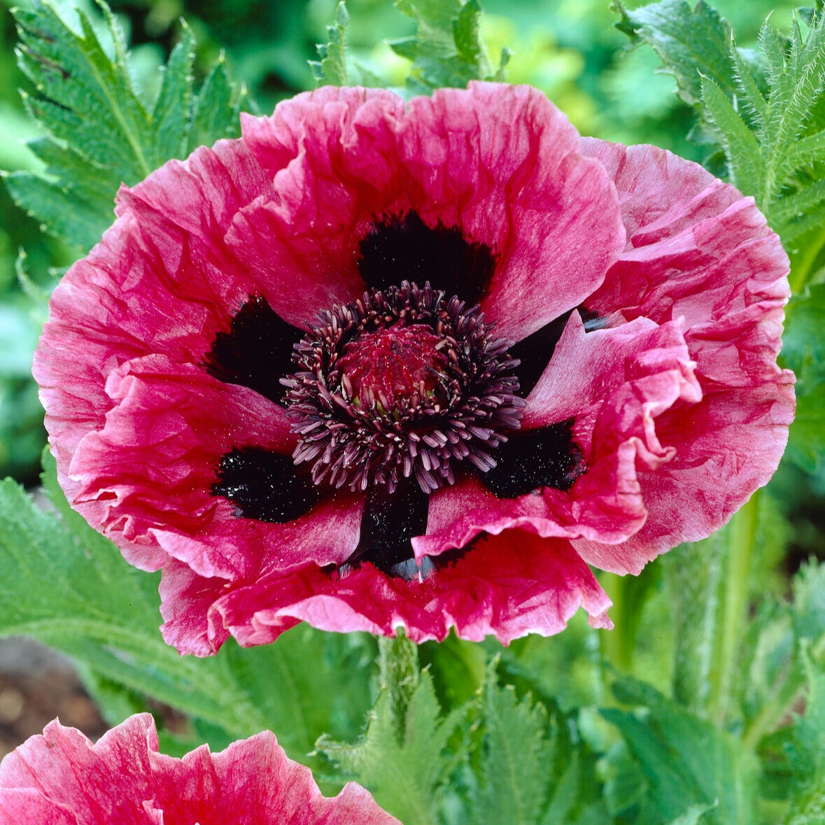 3 Pavots d'Orient Manhattan - Willemse