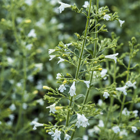 Petit calament White Cloud - Willemse