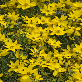 Coreopsis verticillé Zagreb - Willemse