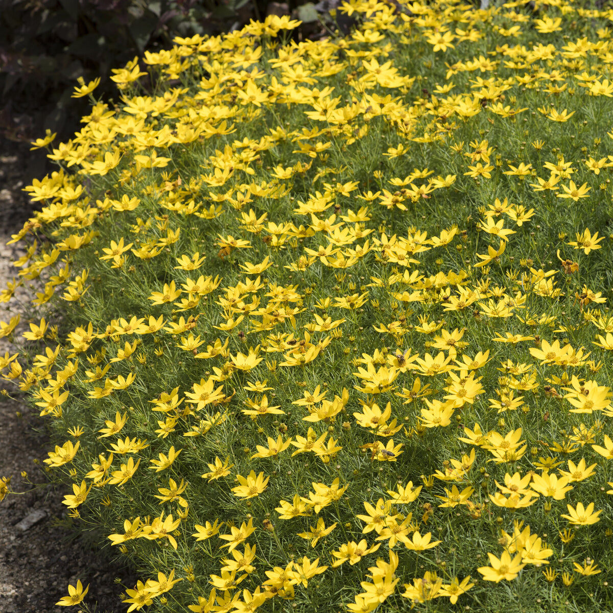 Coreopsis verticillé Zagreb - Coreopsis verticillata Zagreb - Willemse