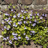 Cymbalaires des murs - Ruine de Rome - Willemse