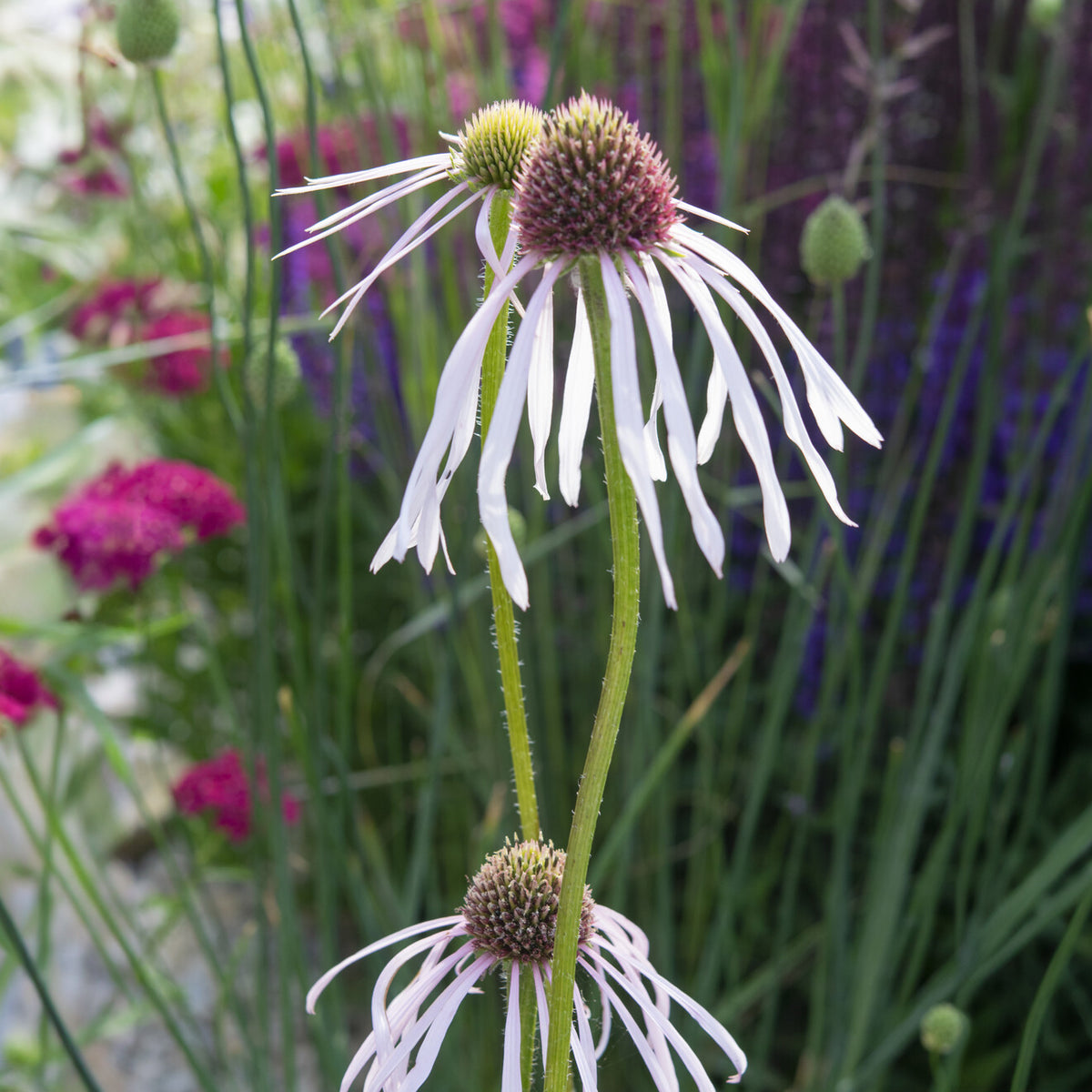 Echinacée pâle Hula Dancer  - Echinacea pallida Hula Dancer - Willemse