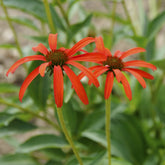 Echinacée pourpre Tomato Soup  - Willemse