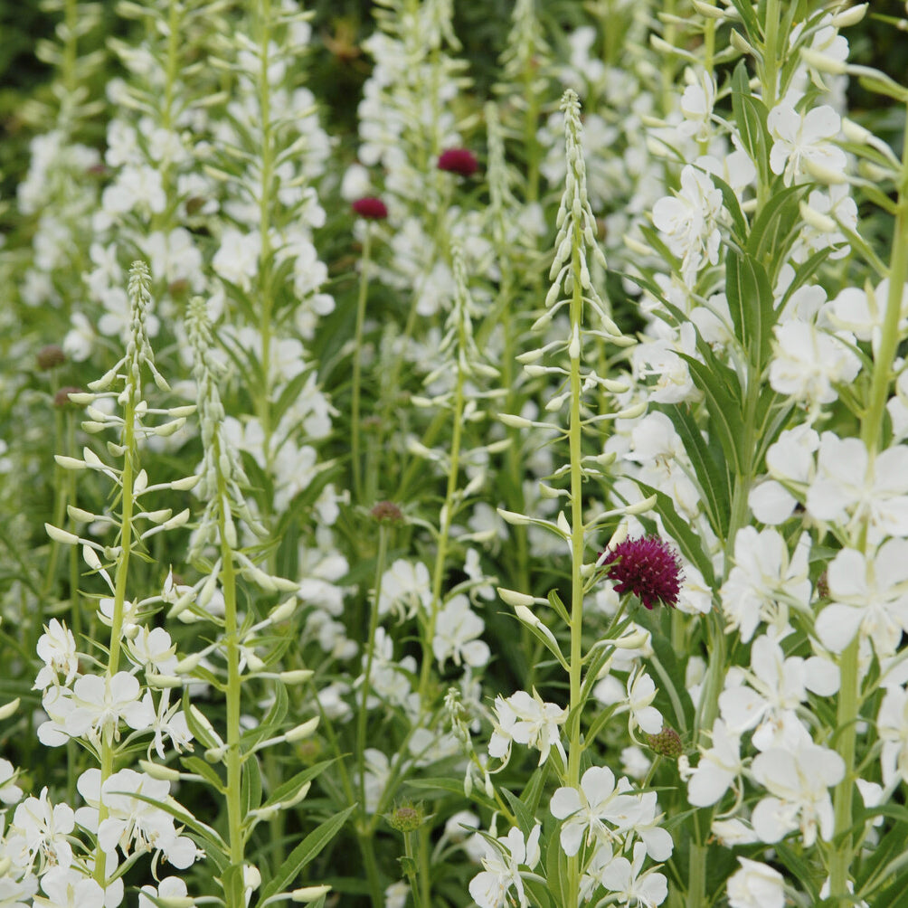 Fleurs vivaces - Épilobe blanche - Epilobium angustifolium Album