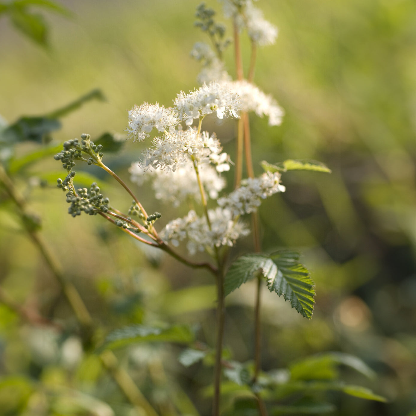 Filipendula ulmaria - Reine des prés - Filipendule