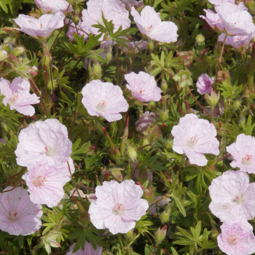 Geranium sanguineum striatum - Géranium vivace sanguin  strié - Géraniums vivaces