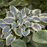 Hosta First Frost - Willemse