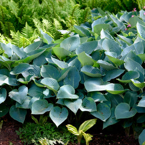 Vente Hosta Halcyon
