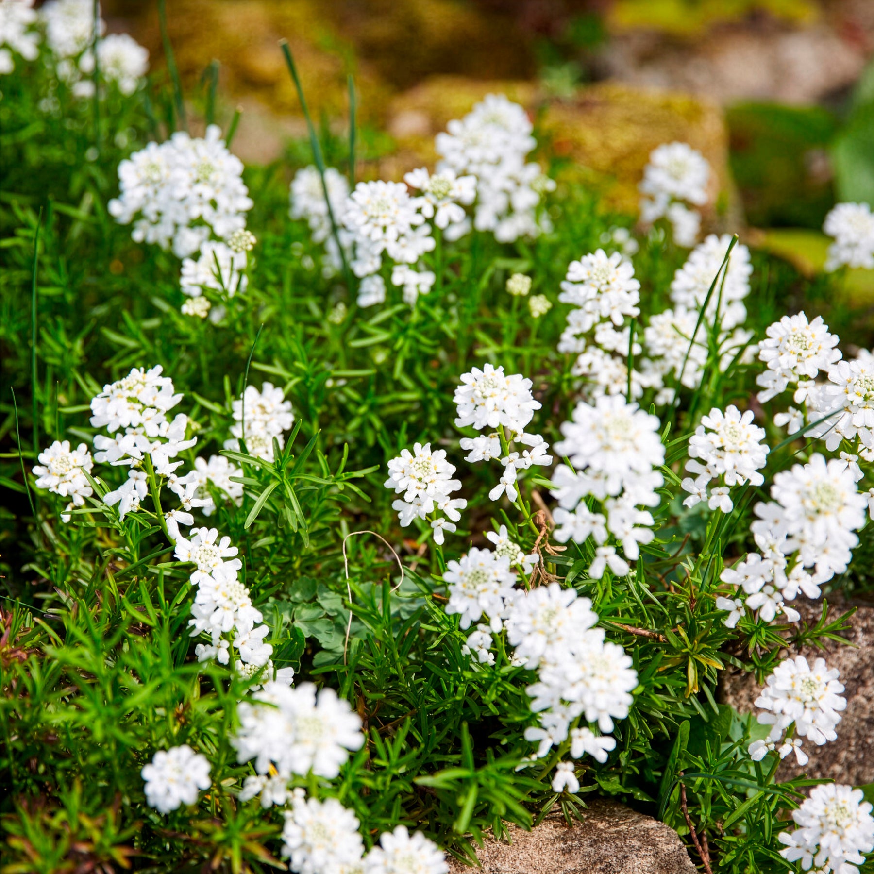 Iberis sempervirens weisser zwerg - Corbeille d'argent Weisser Zwerg - Iberis - Corbeille d'Argent