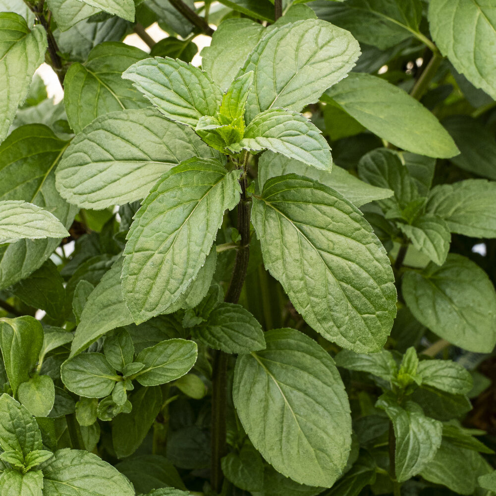 Menthe chocolat - Willemse
