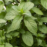 Menthe chocolat - Willemse