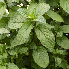 Menthe chocolat - Willemse