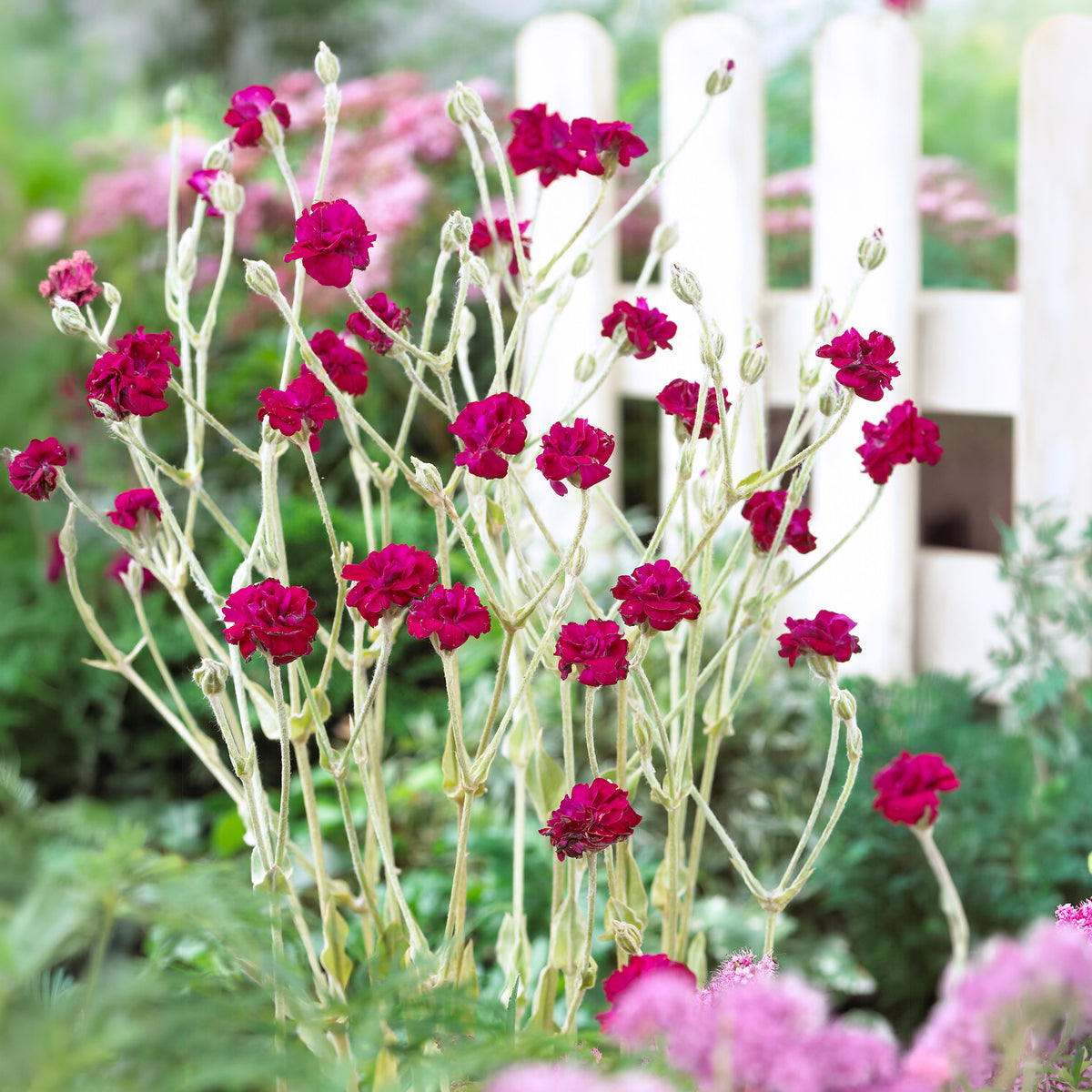 Coquelourde des jardins Gardener's World