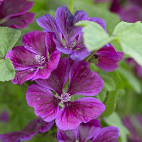 Mauve géante - Willemse