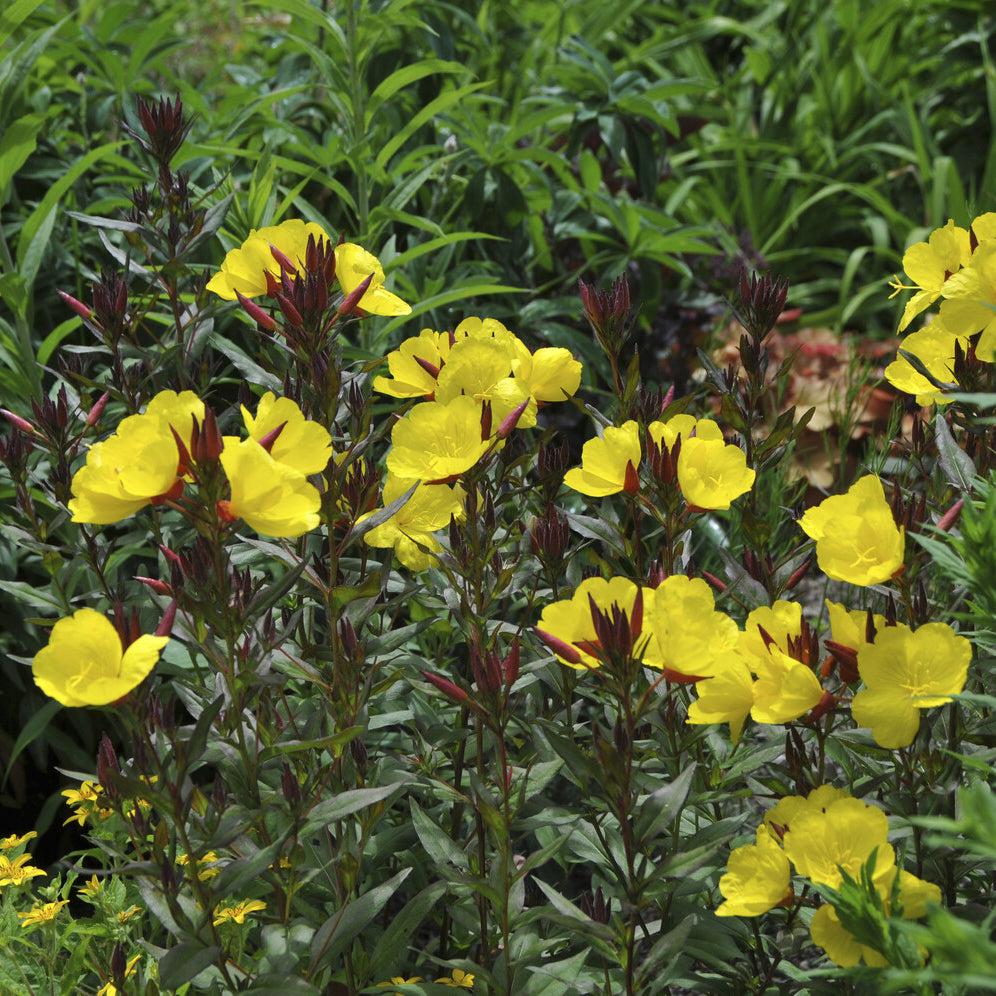 Oenothère Sonnenwende - Onagre - Oenothera fruticosa Sonnenwende - Willemse