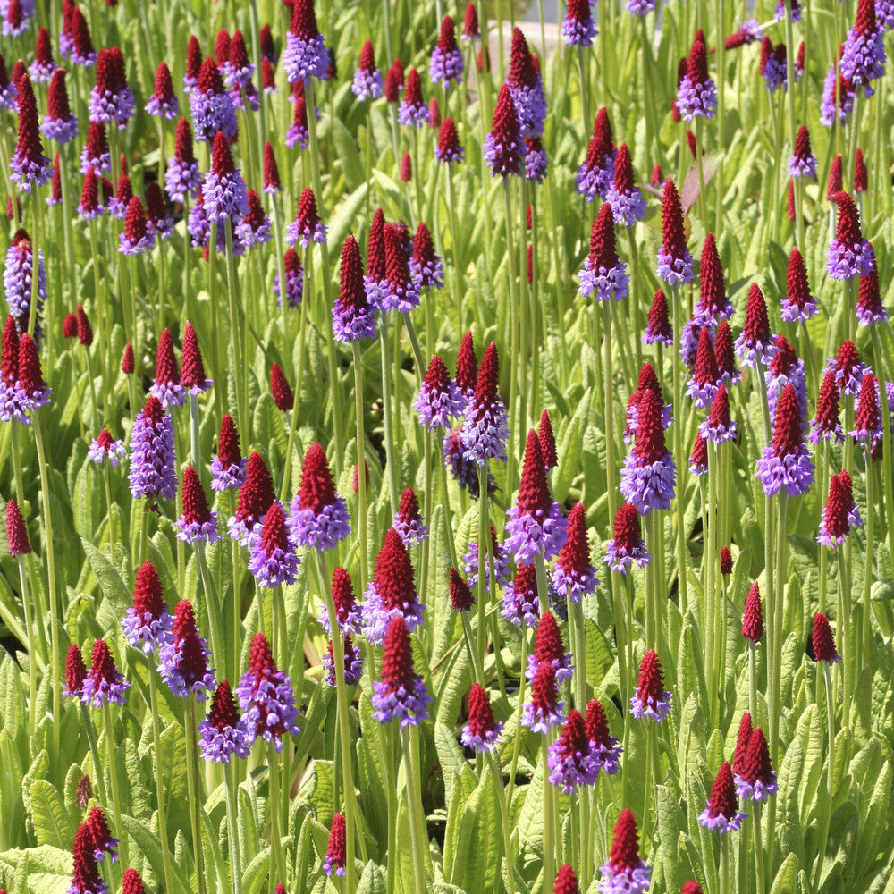 Primevère - Primevère des marais - Primula vialii