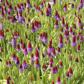Primevère - Primevère des marais - Primula vialii
