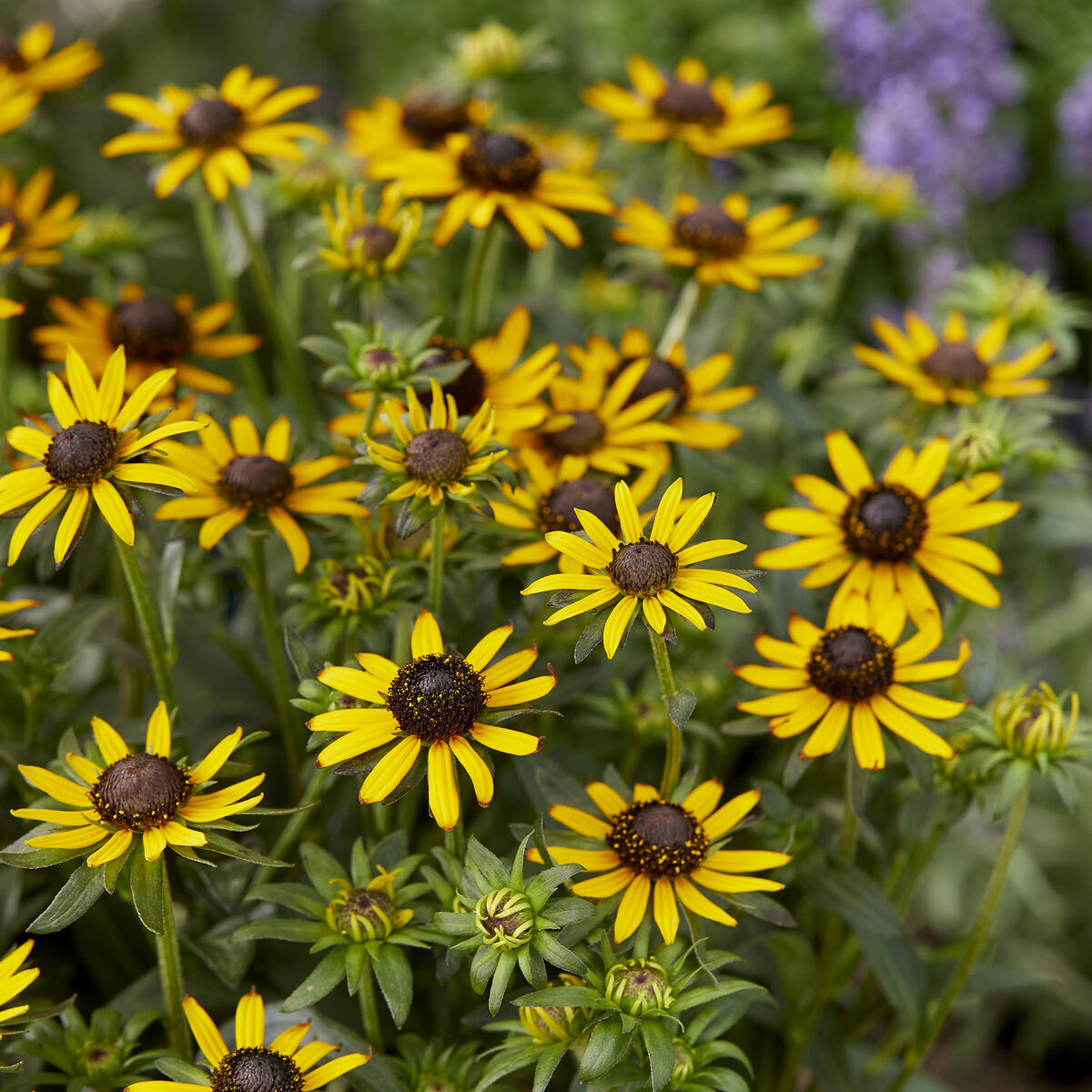 Rudbeckia Little Goldstar - Rudbeckia fulgida Little Goldstar - Willemse