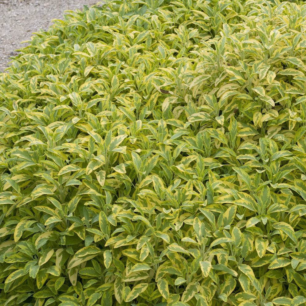 Salvia officinalis Aurea - Sauge officinale Aurea - Sauges