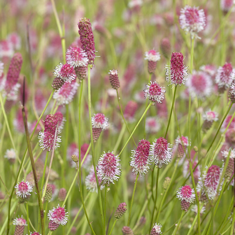 Pimprenelle Pink Tanna - Sanguisorbe - Willemse