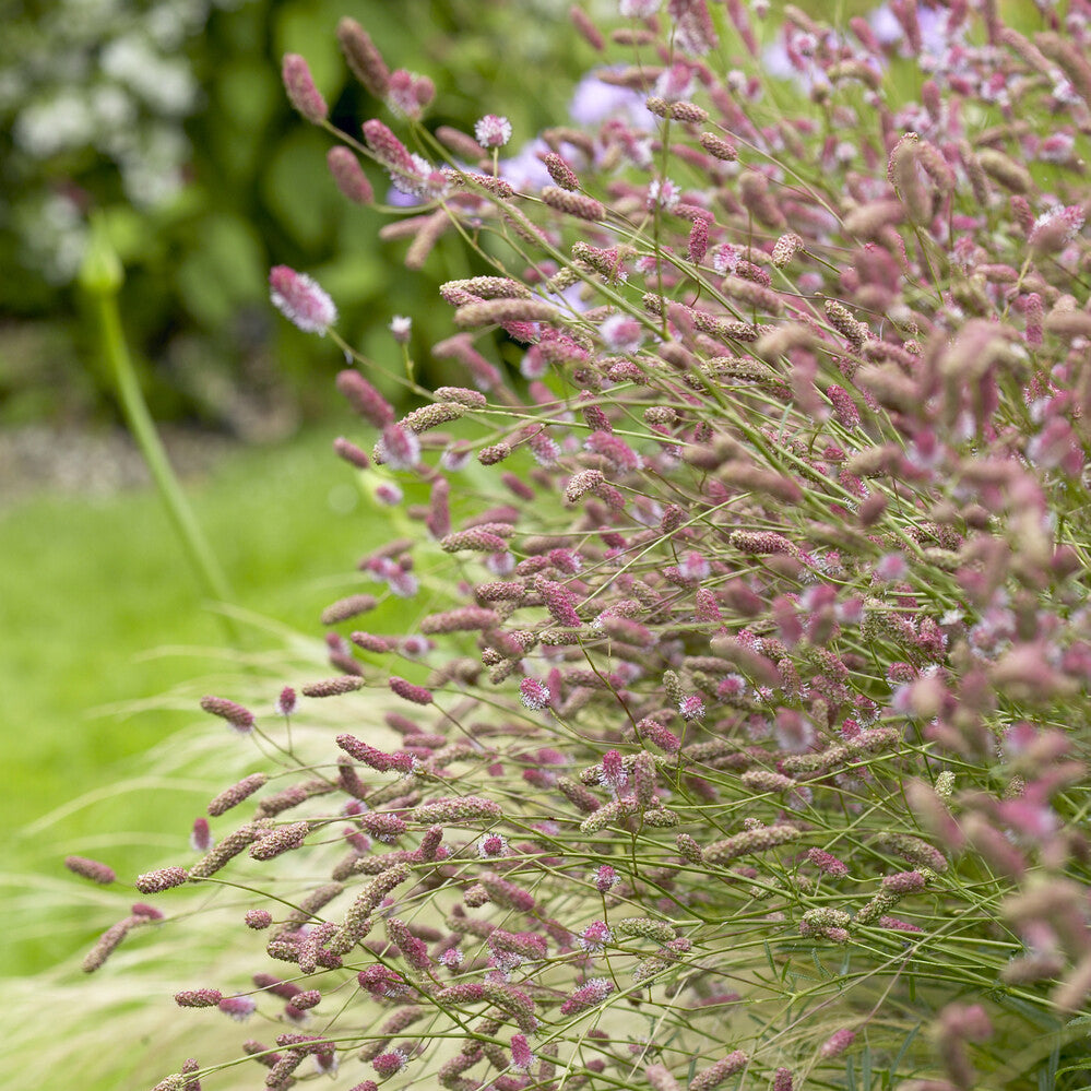 Sanguisorba officinalis Pink Tanna - Pimprenelle Pink Tanna - Sanguisorbe - Pimprenelle