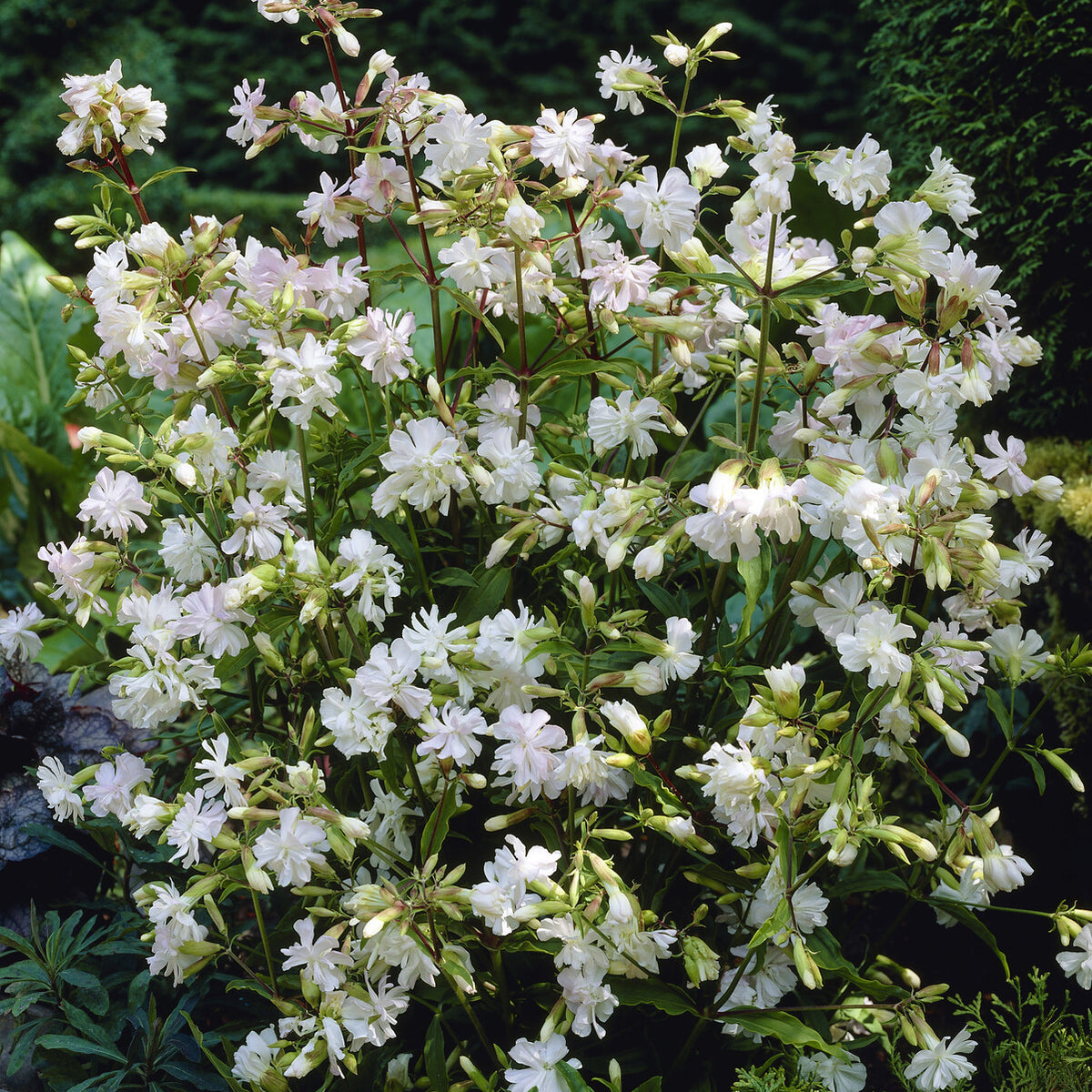 Saponaire officinale blanche - Willemse
