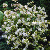 Saponaire officinale blanche - Willemse