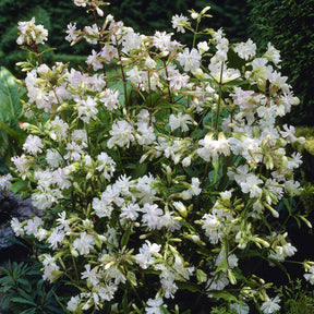 Saponaire officinale blanche - Willemse