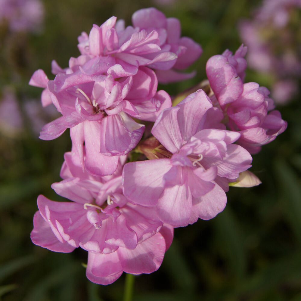Saponaria officinalis Rosea Plena - Saponaire officinale rose - Saponaire